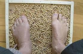 光脚踩黄豆15分钟，对足底穴位的刺激，可以促进新陈代谢。