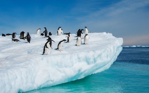 南极洲气温达华氏63.5度创高温新纪录