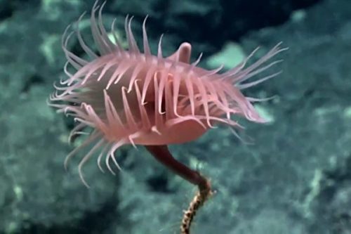 太平洋深海发现出乎意料的海底生物