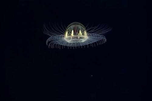 太平洋深海發現出乎意料的海底生物