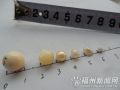 1顆珍珠放糯米中9年後竟然生出5顆珍珠(圖)