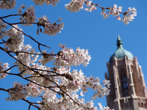 美國西雅圖華盛頓大學校園內盛開的櫻花。（攝影：李雲飛）
