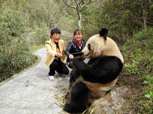 陝西現野生大貓熊 遊客合影毫不怕生