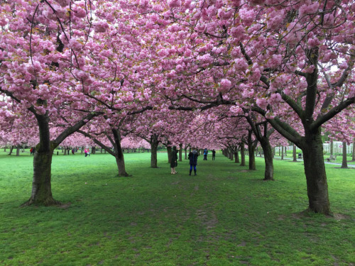 布魯克林植物園 櫻花盛開