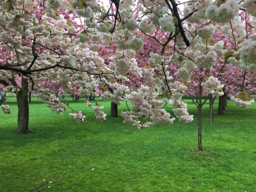 布鲁克林植物园 樱花盛开