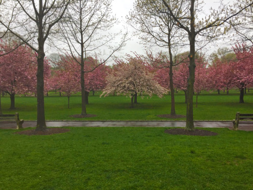 布鲁克林植物园 樱花盛开