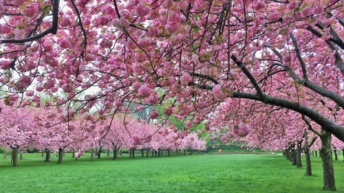 布魯克林植物園 櫻花盛開