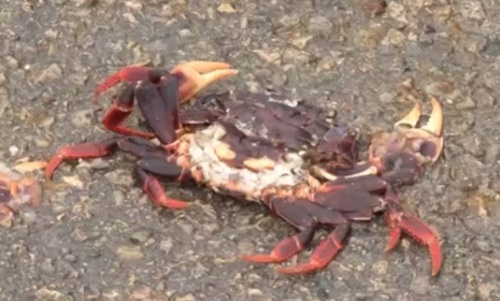 上百萬螃蟹過馬路為何沒人敢吃？