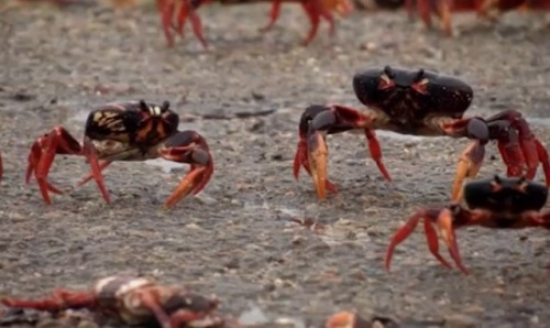 上百萬螃蟹過馬路為何沒人敢吃？