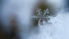 大雪来了雪盛的季节天气更冷了(图)