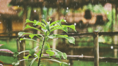 春季最後的節氣：穀雨(圖)