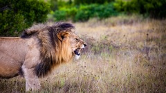 「獅子吼」不是指悍婦而是千年佛教用語(圖)