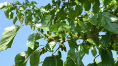 堪比冬虫夏草的“树”太神奇快去找(组图)