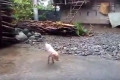小猪天生只有两只脚因此逃过一劫(图)