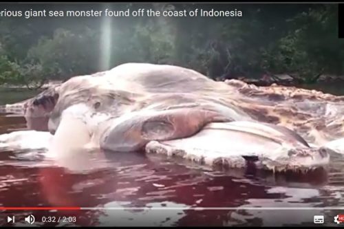 15米不明巨型海怪陈尸印尼小岛