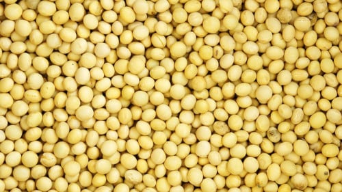 黄豆含多种人体必需胺基酸和不饱和脂肪酸，能保持心血管通畅。