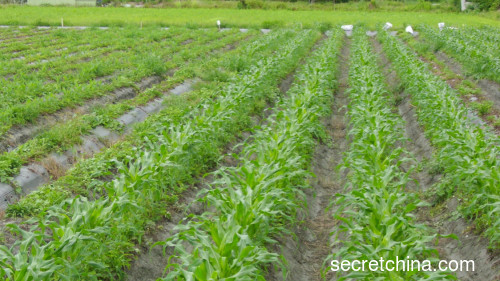 行種植對於作物的種植、灌溉、除草和收割更為有效。