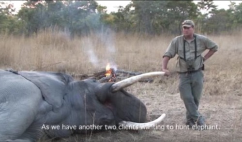 報應？一獵人打獵時被大象壓死！