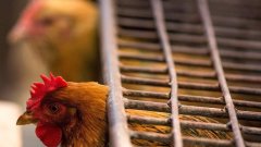 中國新H7N9病毒株恐爆發大流行(圖)