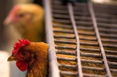 防疫拉警報H7N9新型病毒株恐爆大流行(圖)
