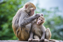 段子：連動物都懂(圖)