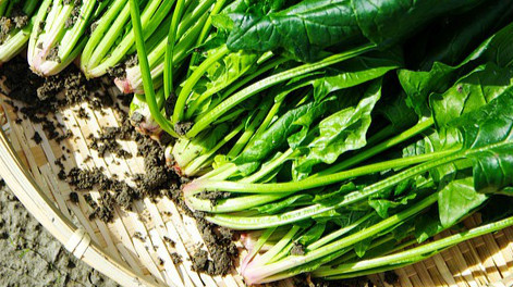 菠菜含有大量葉綠素，具有健腦益智作用。