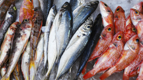 鱼类蛋白质含量高、矿物质含量丰富，能提高身体抵抗力。