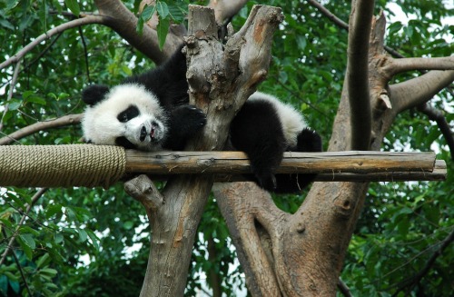 中國大熊貓受虐待？美國飼養員這樣回應
