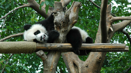 虐待熊猫视频 中国疯传