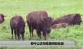 野牛讓天然草原得到恢復(圖視頻)