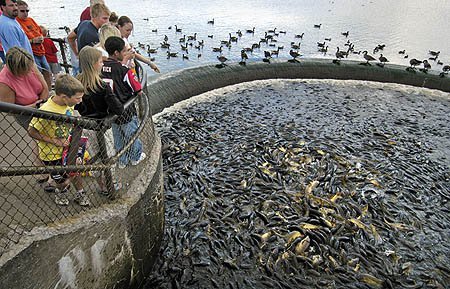 美悬赏70万求灭亚洲鲤鱼 美食达人要出动？