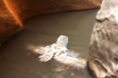 溪流中意外拍到一只猫头鹰在游泳(图)