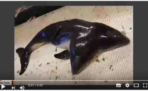 荷兰渔民捕获世界首例双头海豚宝宝