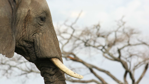 立法會修訂「保護瀕危動植物物種條例」，將分3階段逐步廢止象牙交易。