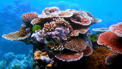 大堡礁礁石上的各种五颜六色珍贵的珊瑚礁 