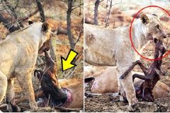 母狮猎杀怀孕母羚羊竟出现难过神情(图)