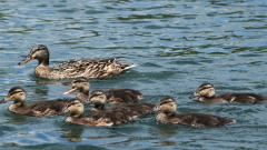 中国游客和美国鸭子的故事(图)