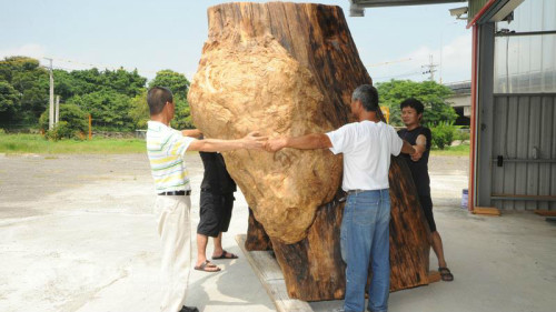 台湾收藏家涂习麟将千年超大桧木从日本运回台湾。