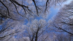 小雪：嚴寒的冬天來臨了(圖)