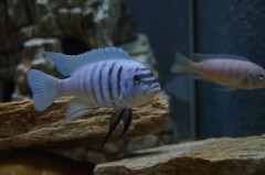生物学史上最大的骗局(图)