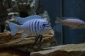 生物學史上最大的騙局(圖)