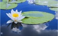 【天雪】月素​​​​​​​芒种吟(组图)