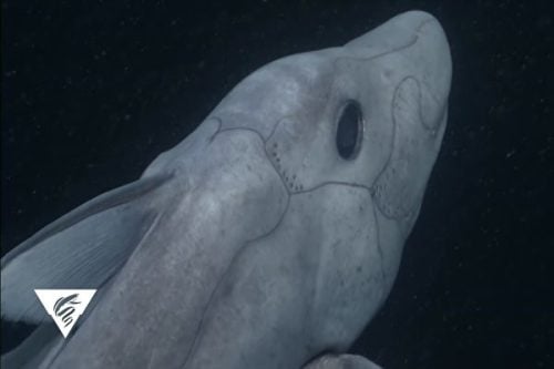 空洞黑色大眼深海“幽灵鲨”现身