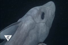 空洞黑色大眼深海“幽灵鲨”现身(组图)