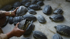 吃放生龜報應來臨不超過一天(組圖)