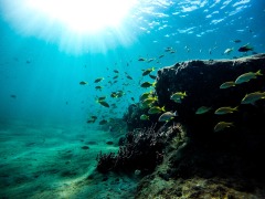 大西洋海底住着神秘海底人(图)