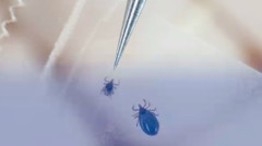 这种虫正入侵加拿大被咬对红肉过敏(组图)