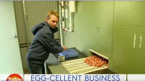 本想賺零花錢 澳洲16歲高中生Josh Murray竟打造出雞蛋王國