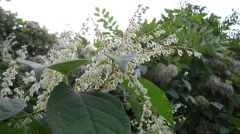 这种植物好看却泛滥成灾看见切记除掉(图)