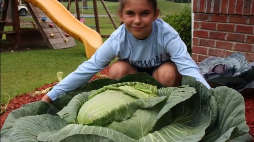 9岁收获巨型卷心菜18岁菜园遍全美图/视频